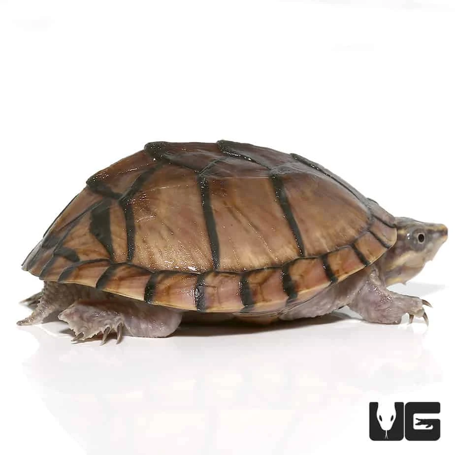 Yearling Pastel Musk Turtle - Image 4