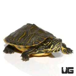 Yearling Peninsula Cooter Turtle