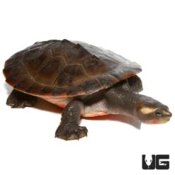 Yearling Pinkbelly Sideneck Turtle