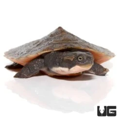 Yearling Pinkbelly Snapping Turtle