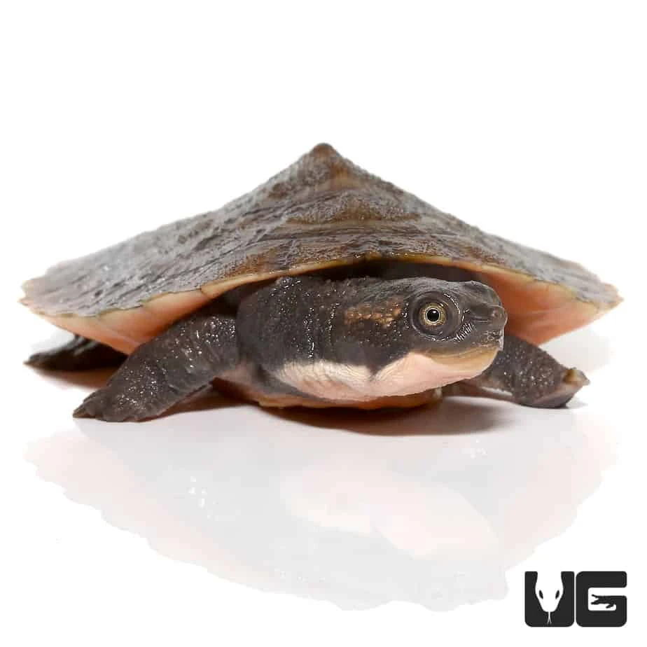 Yearling Pinkbelly Snapping Turtle