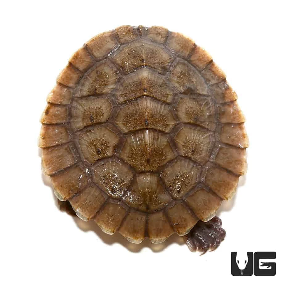Yearling Pinkbelly Snapping Turtle - Image 2