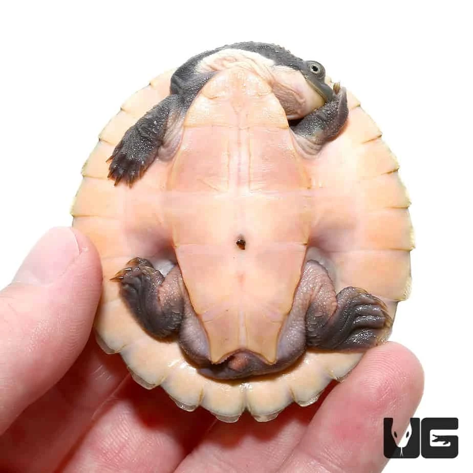 Yearling Pinkbelly Snapping Turtle - Image 3