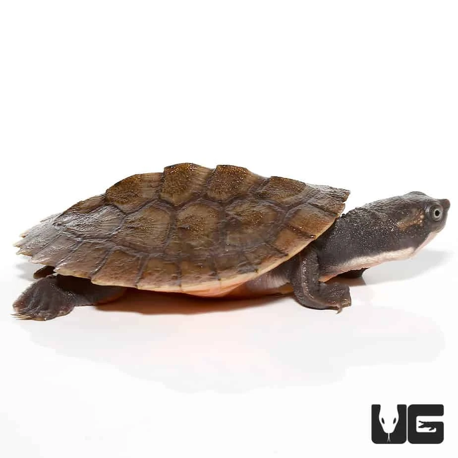 Yearling Pinkbelly Snapping Turtle - Image 4