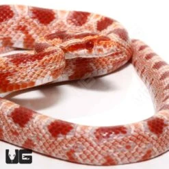 C.B. Yearling Red Factor Amel Het Anery Cornsnake