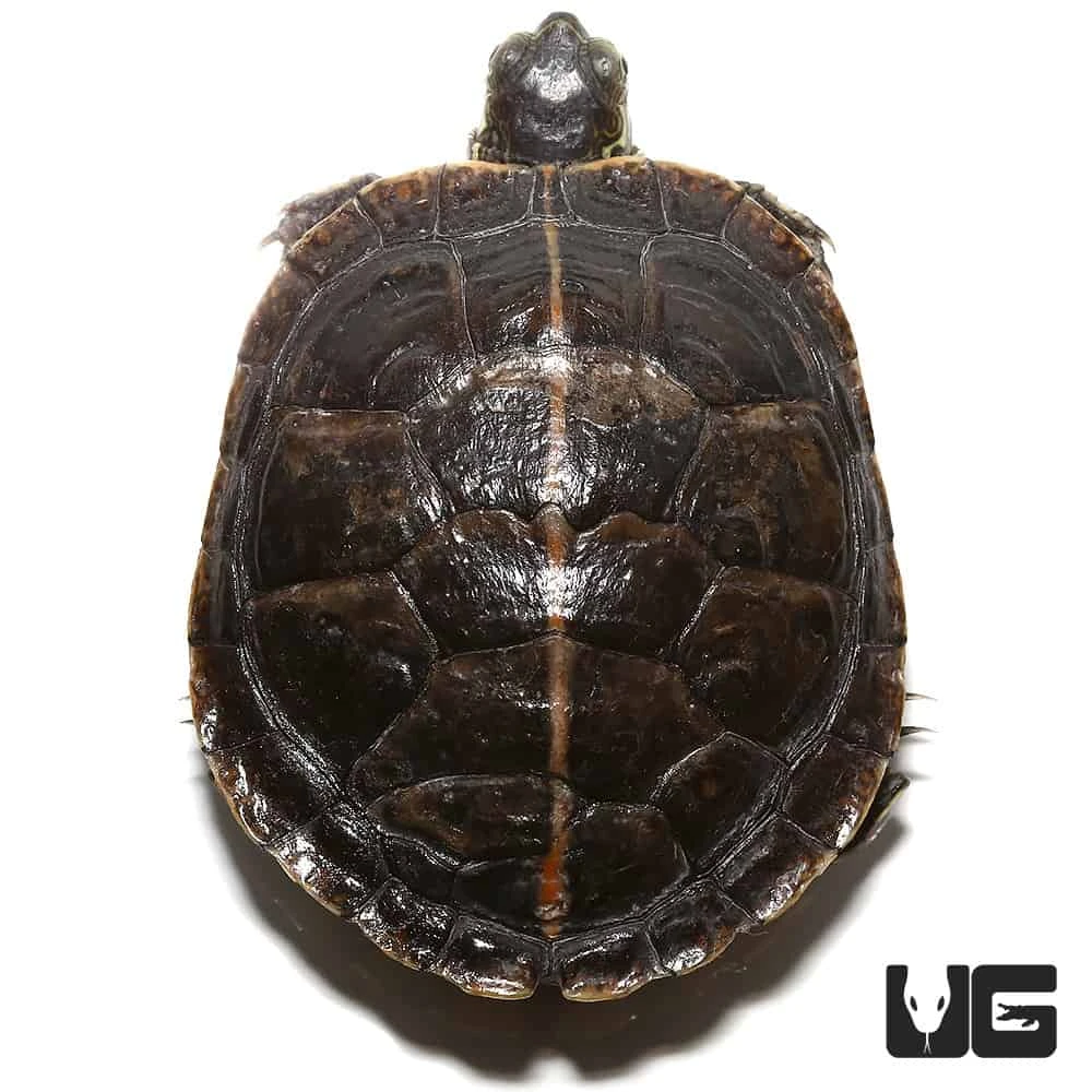Yearling Southern Painted Turtle - Image 2