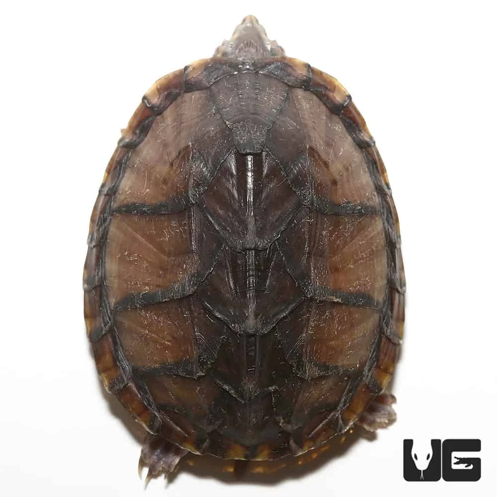 Yearling Stinkpot Musk Turtle - Image 2