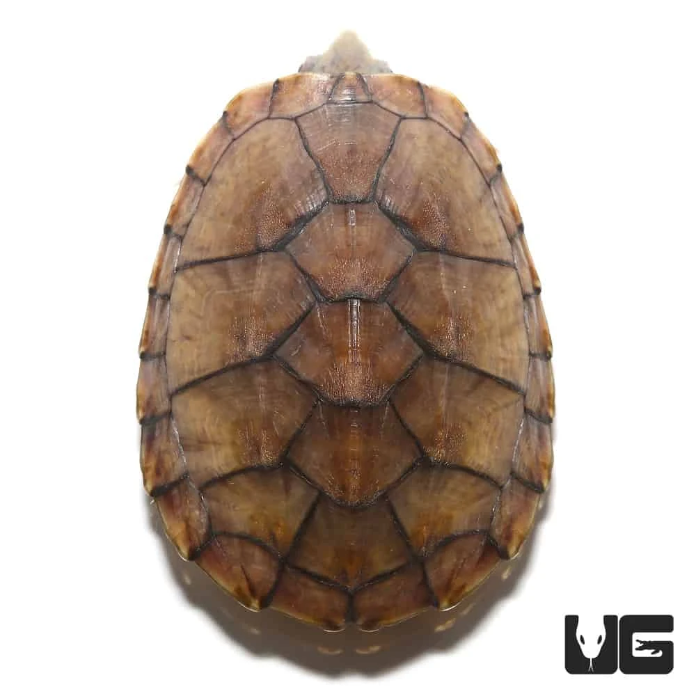 Yearling Tiger Musk Turtle - Image 2
