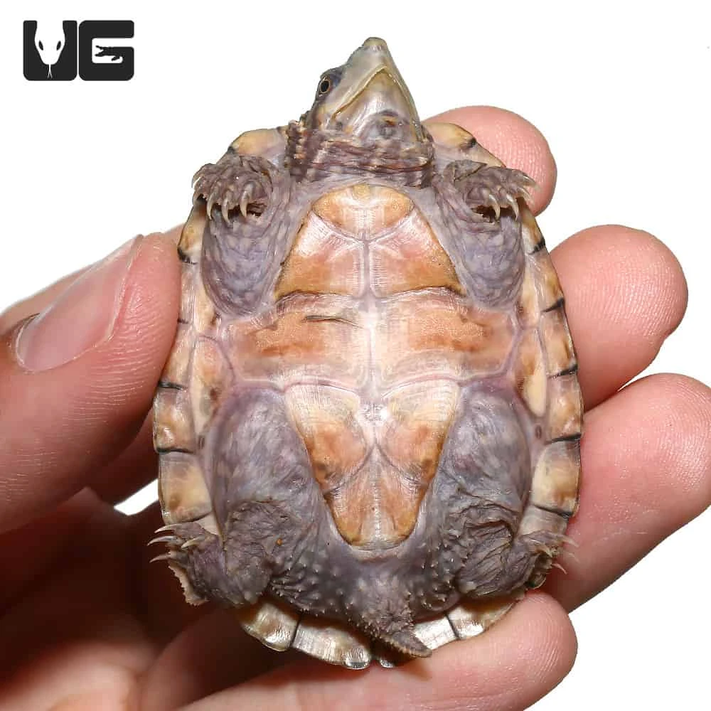 Yearling Tiger Musk Turtle - Image 3