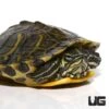 Adult Female Yellowbelly Slider Turtle