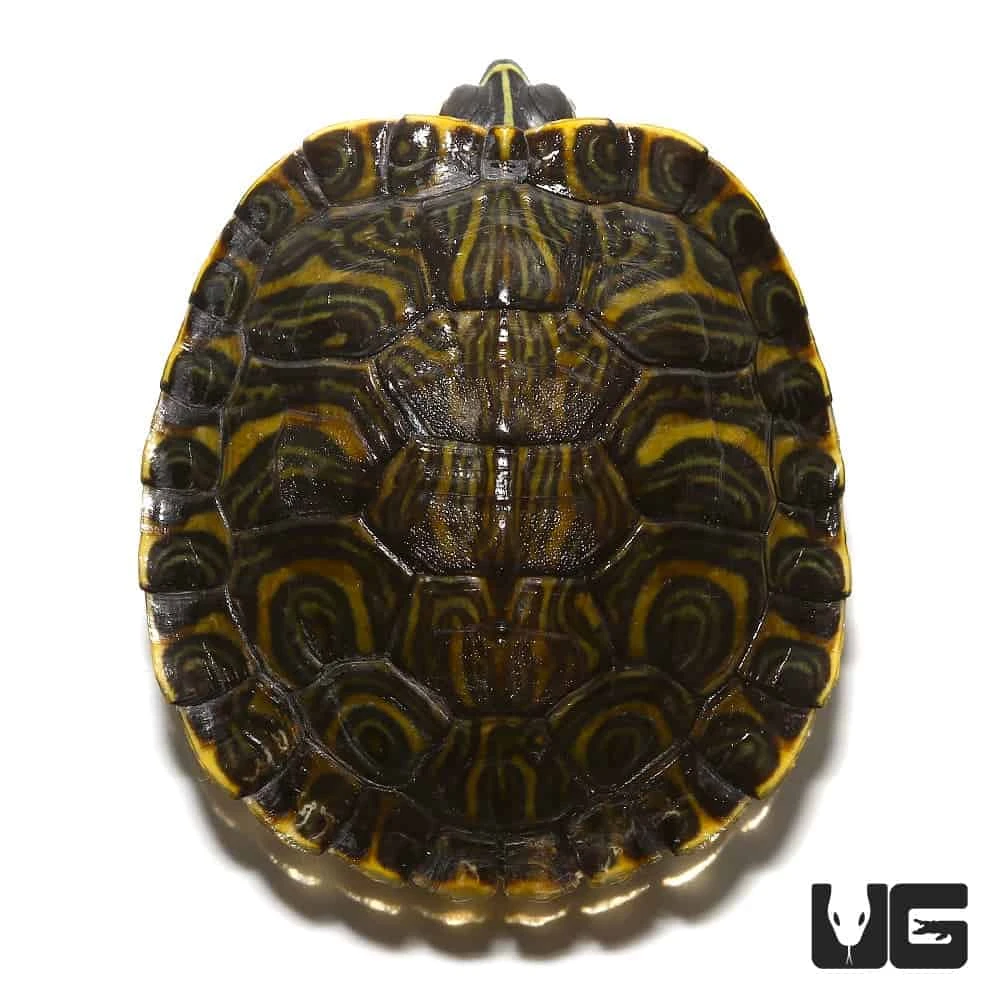 Adult Female Yellowbelly Slider Turtle - Image 2