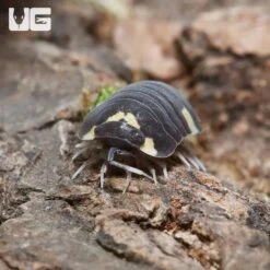 Yellow Panda Isopods