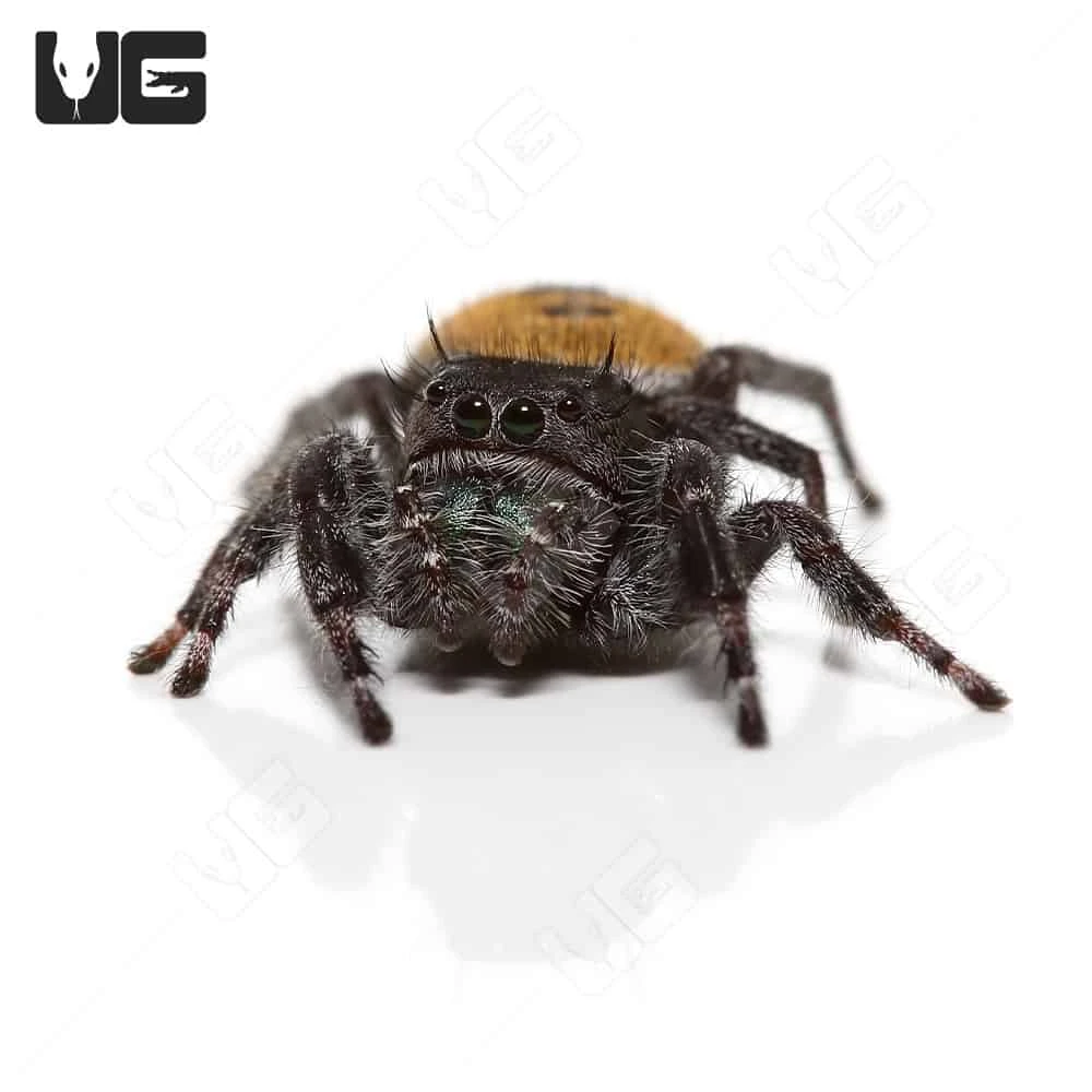 Yellow Phase Desert Red Jumping Spider - Image 2