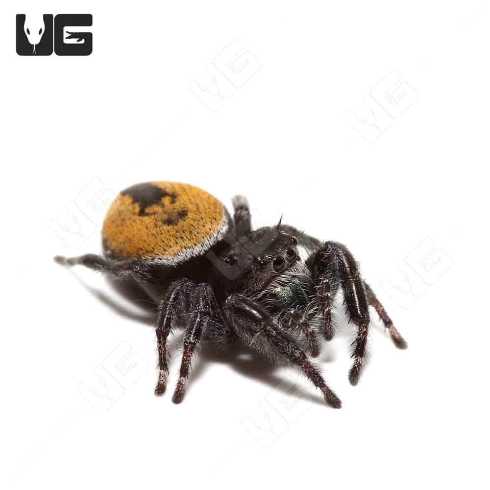 Yellow Phase Desert Red Jumping Spider