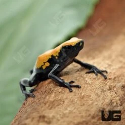 C.B. Yellow Splashback Dart Frog
