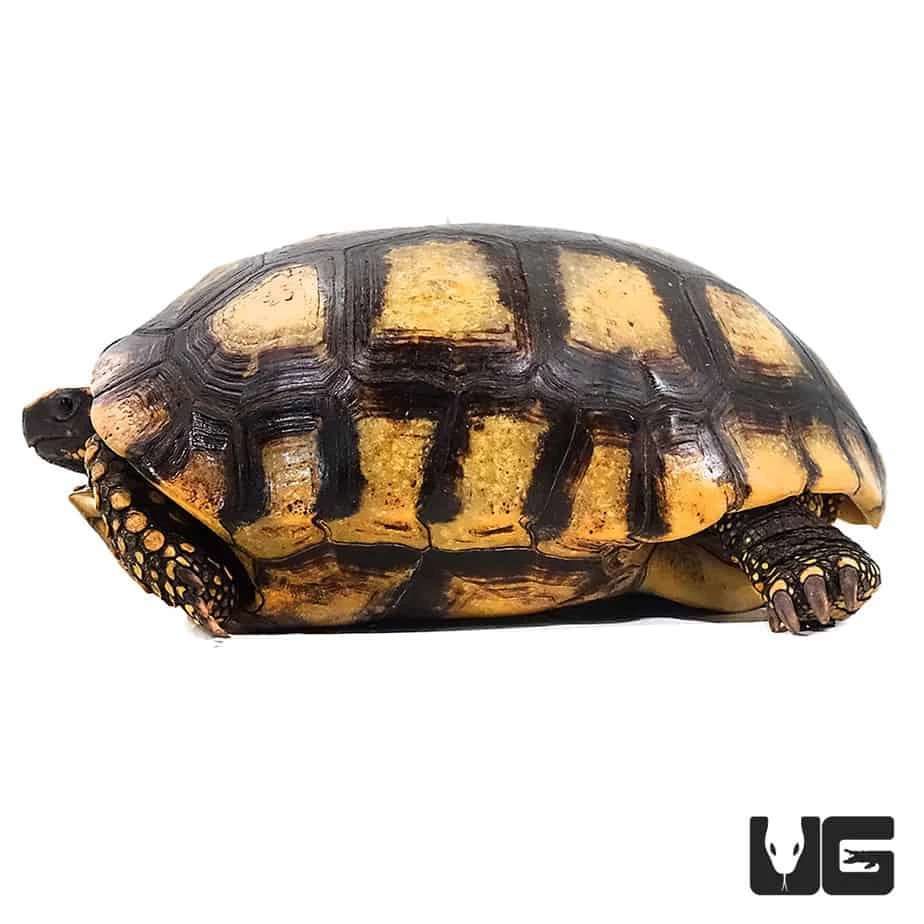 Adult Yellowfoot Tortoise - Image 3