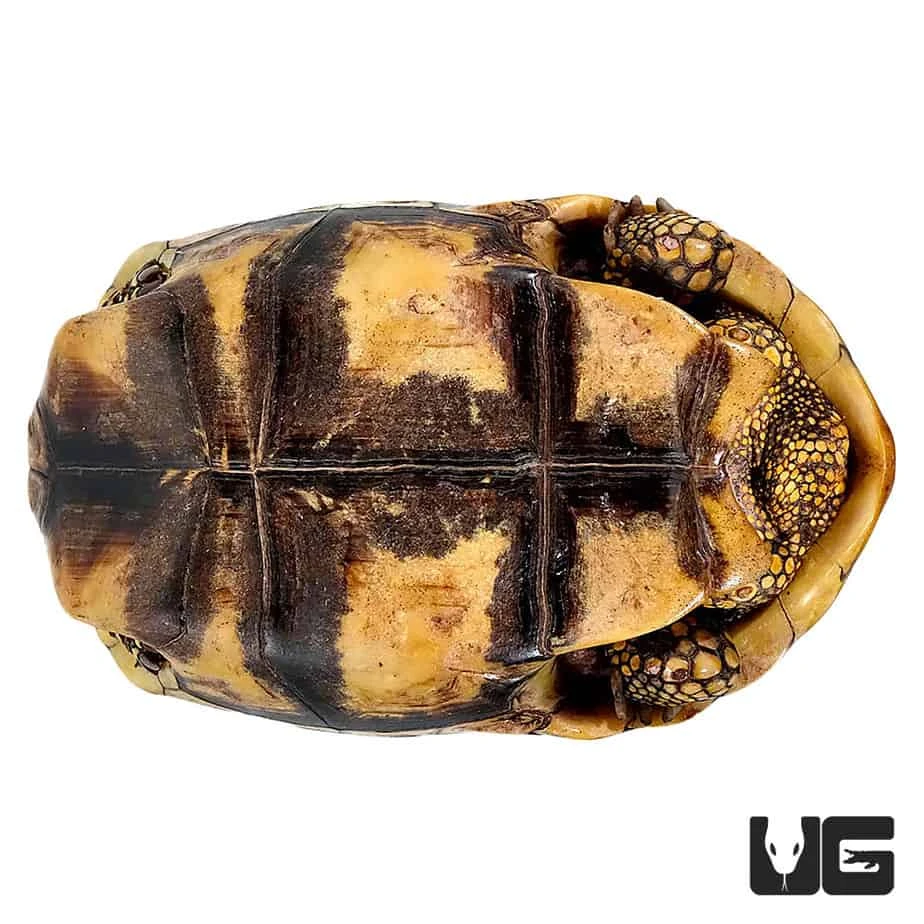 Adult Yellowfoot Tortoise - Image 4