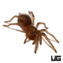 Yucatan Rust Rump Tarantula (.25 – .75”)