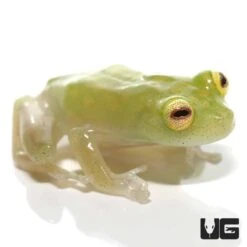 Yuruani Glass Frog
