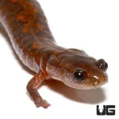 ZigZag Salamander