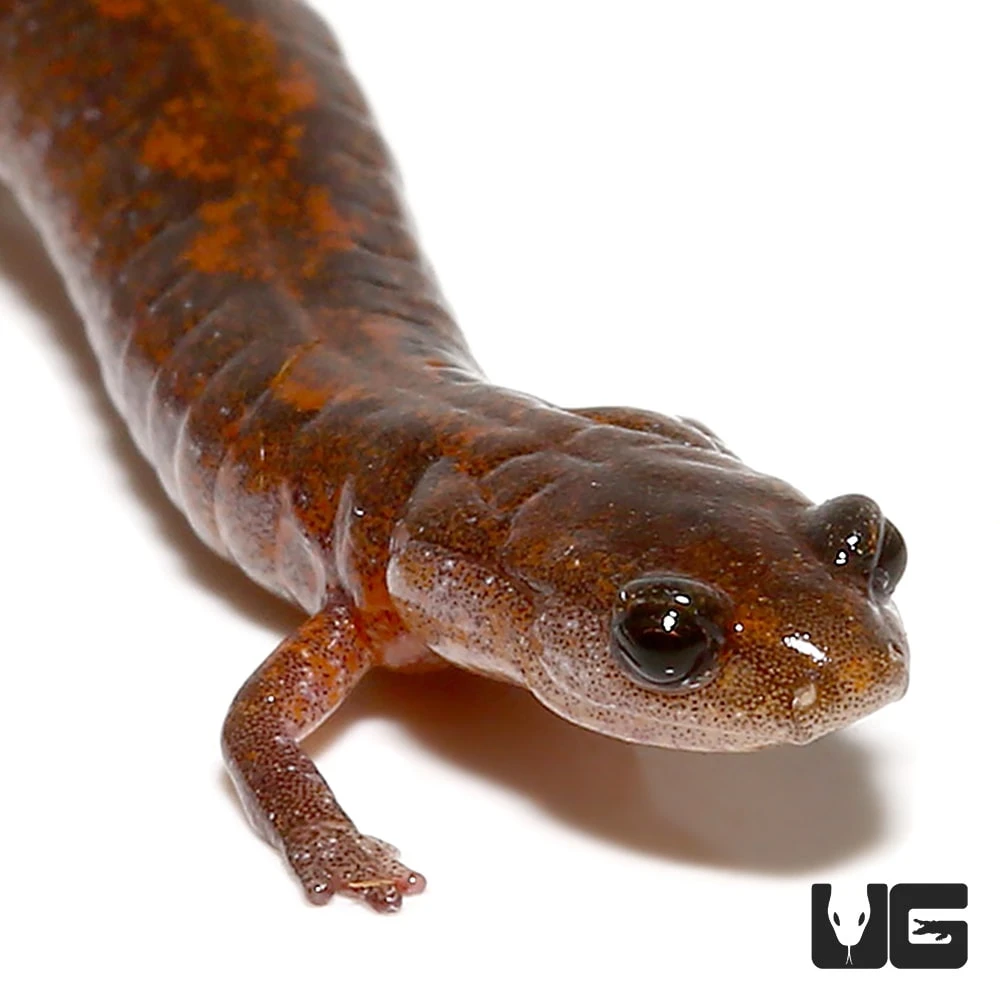 ZigZag Salamander