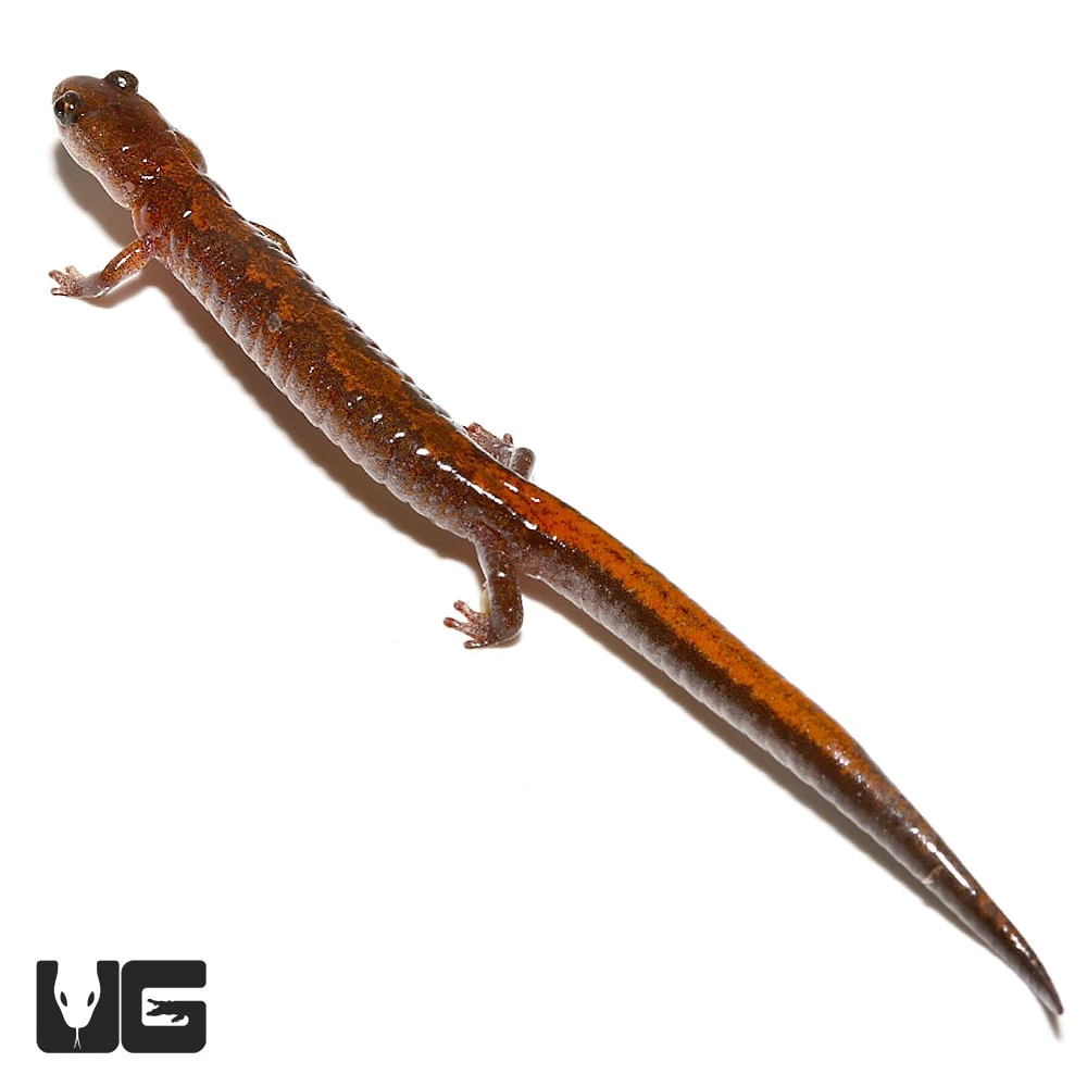 ZigZag Salamander - Image 2