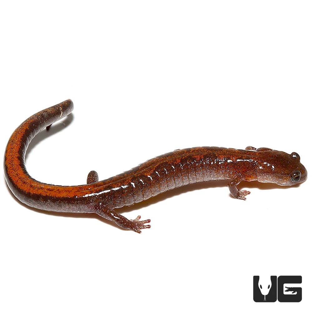 ZigZag Salamander - Image 3