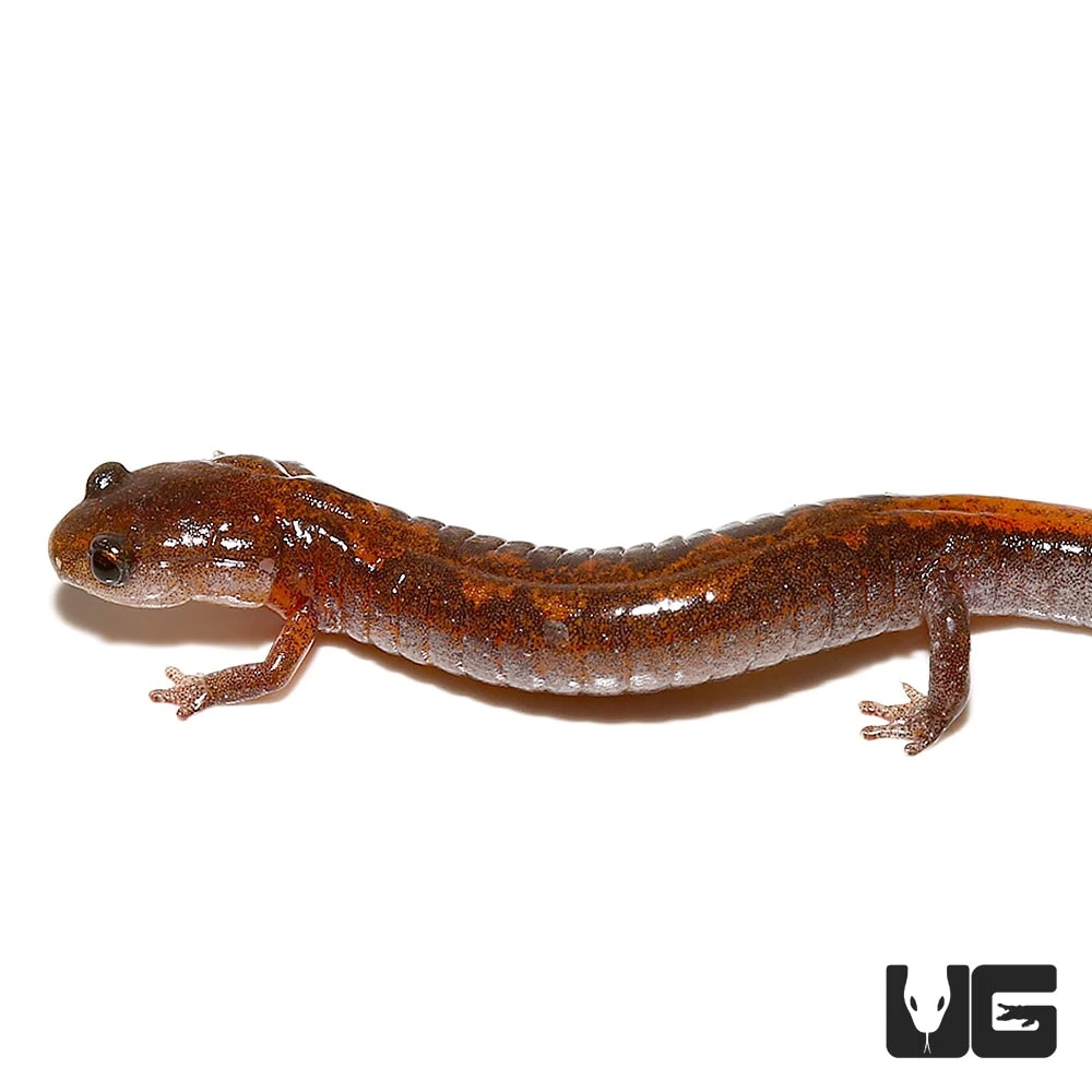 ZigZag Salamander - Image 4