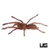Zimbabwe Grey Baboon Tarantula (1”)