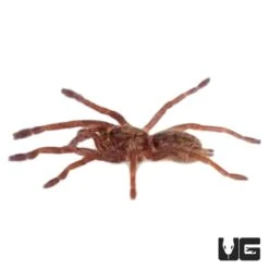 Zimbabwe Grey Baboon Tarantula (1”)