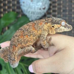 “Valentino” Adult Male Reticulated Gargoyle Gecko