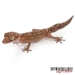 Vazimba Gecko