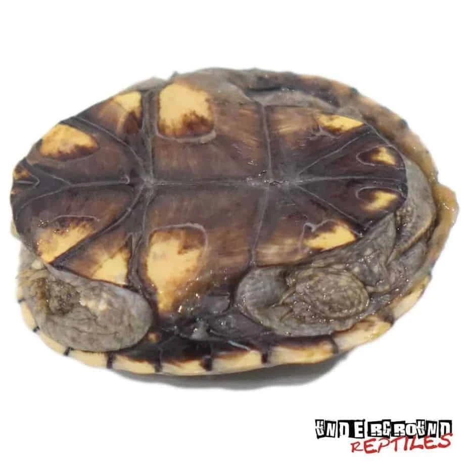 Baby Yellow Mud Turtle - Image 3