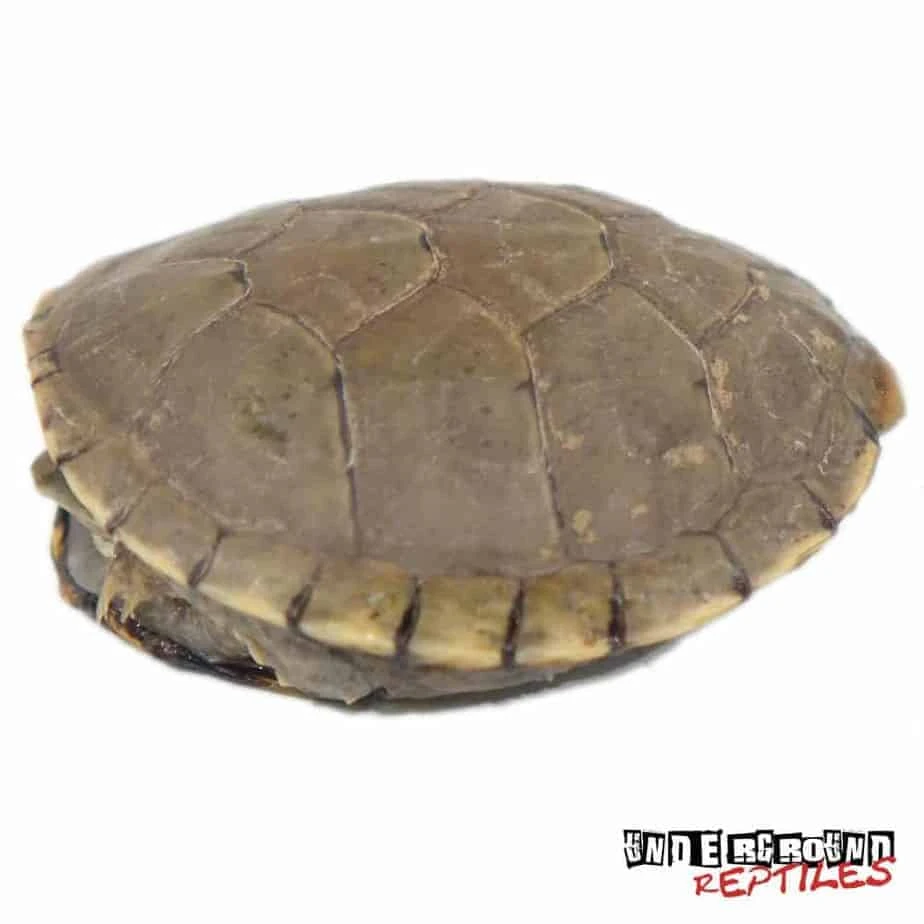 Baby Yellow Mud Turtle - Image 4